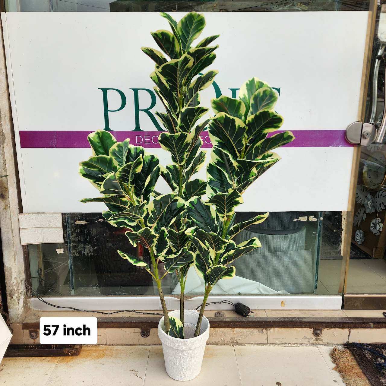 Variegated Fiddle Leaf Fig