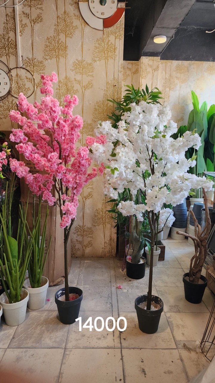 Cherry blossom Sakura tree