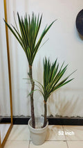 Song of India plant