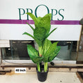 Dumb Cane plant