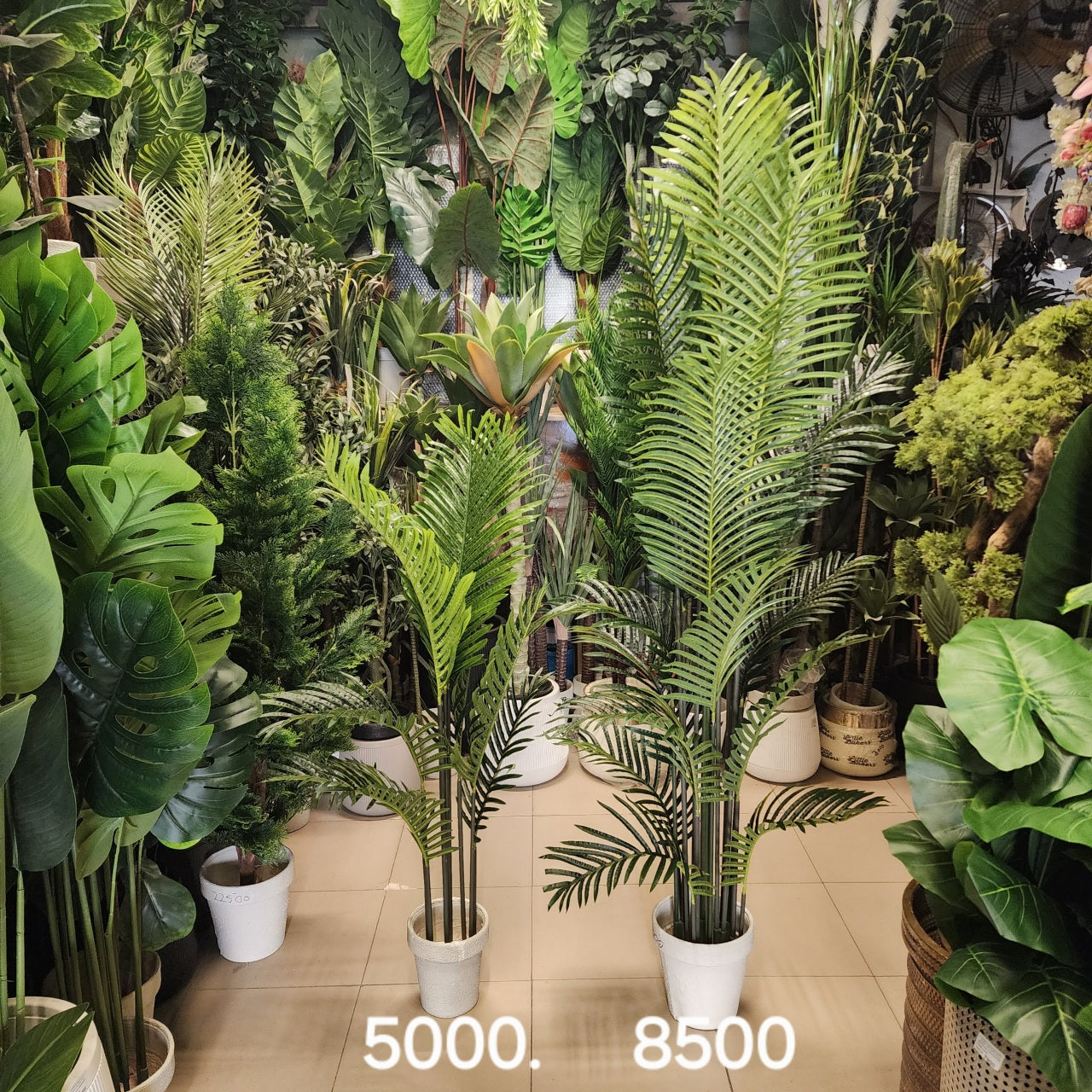 Areca Palms tree