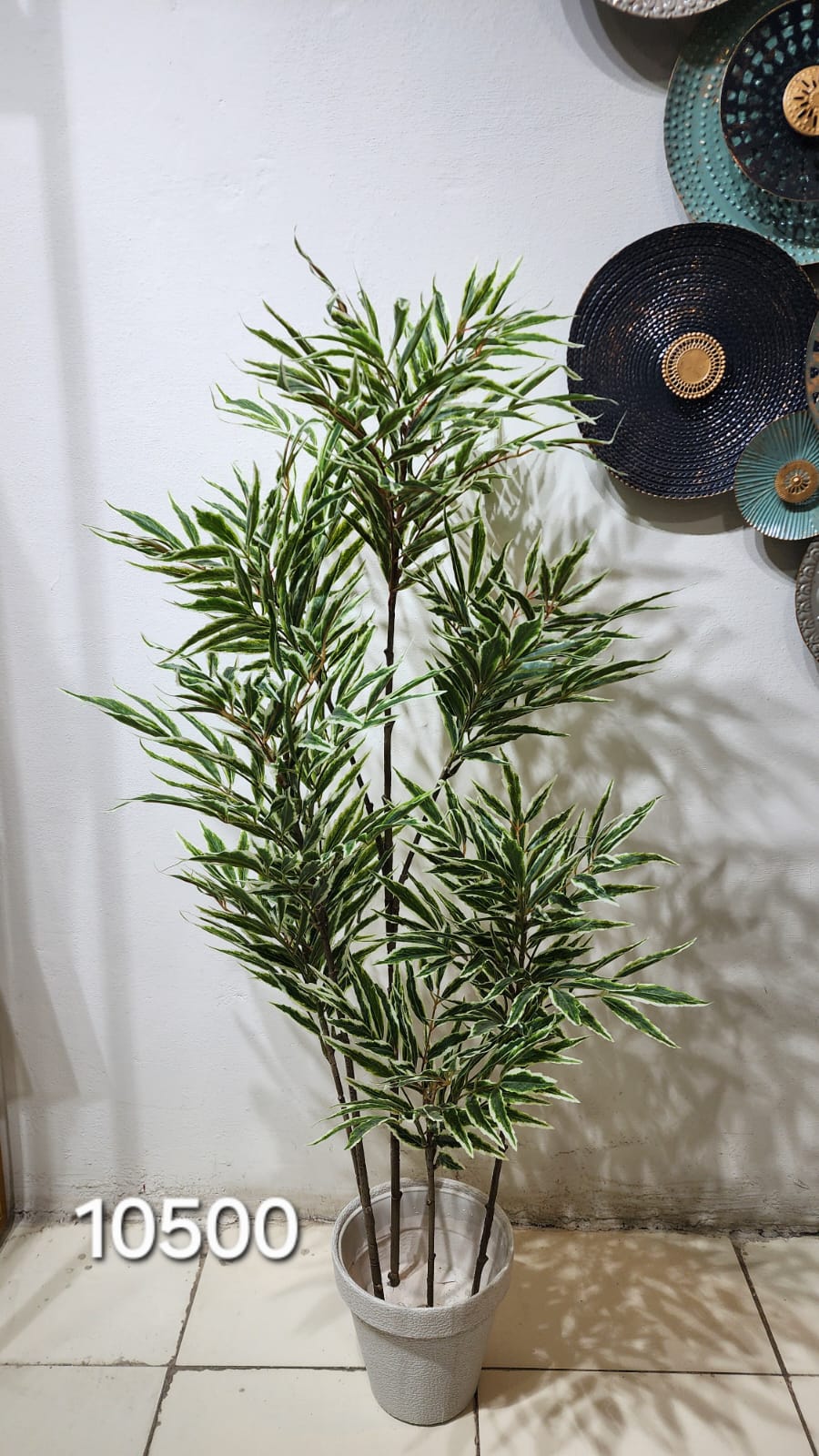 Variegated Bamboo plant