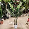 Giant White Bird of Paradise Plant