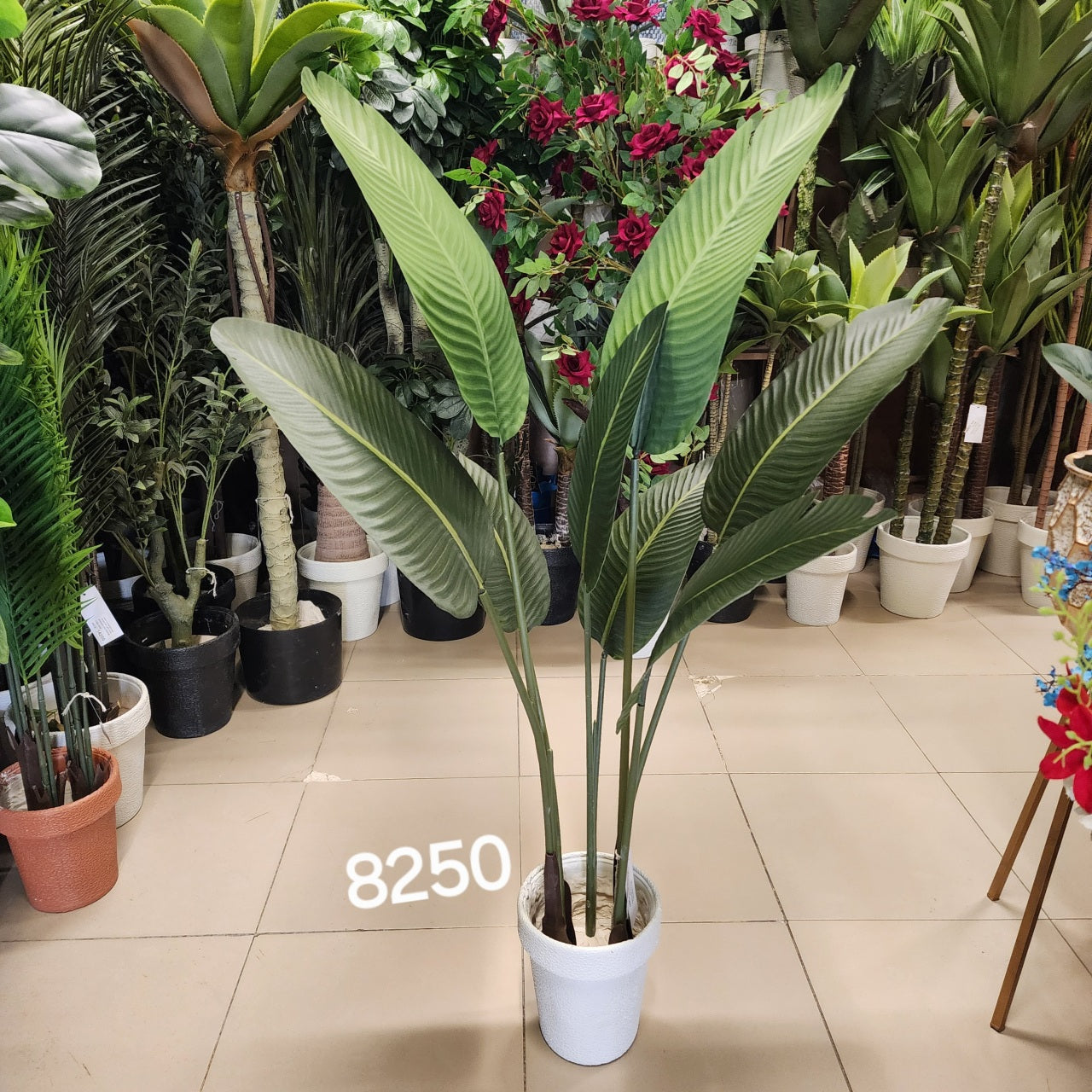 Giant White Bird of Paradise Plant