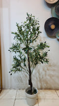 Olea europaea tree