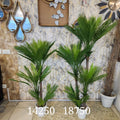 Sago Palms tree