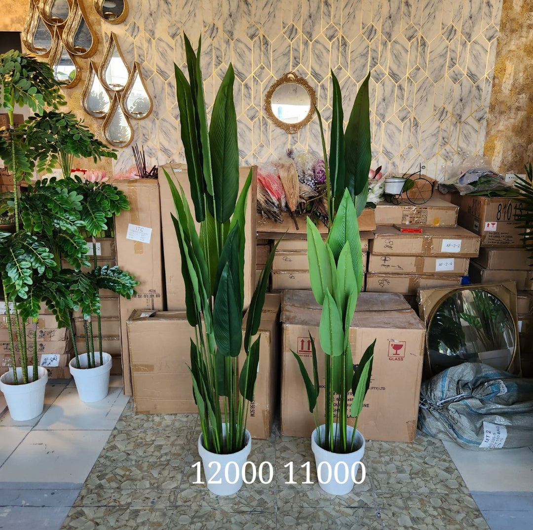 Giant White Paradise plants