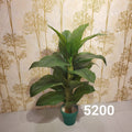 Peace Lily plant