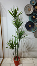 Dracaena reflexa plant