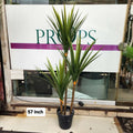 Yucca Plant
