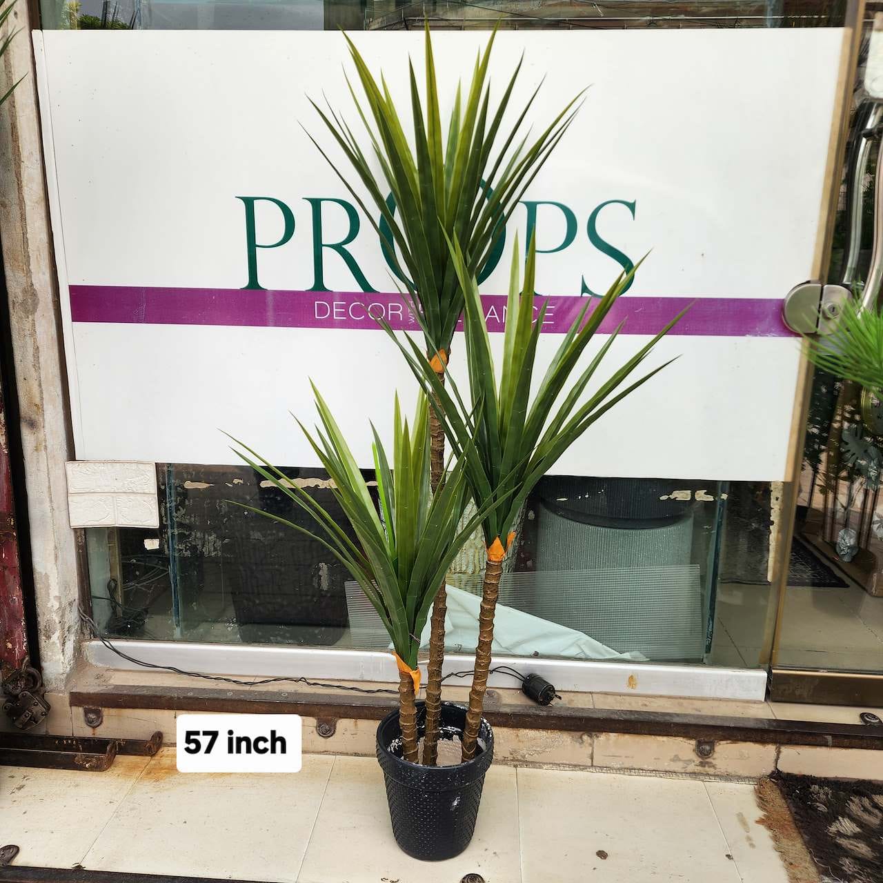 Yucca Plant