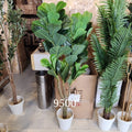 Fiddle Leaf Fig Plant