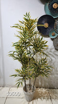 Variegated Bamboo Tree