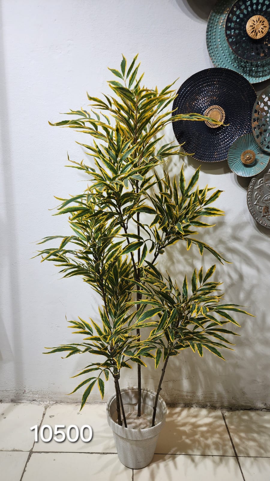 Variegated Bamboo Tree