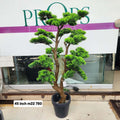 Moyogi bonsai tree