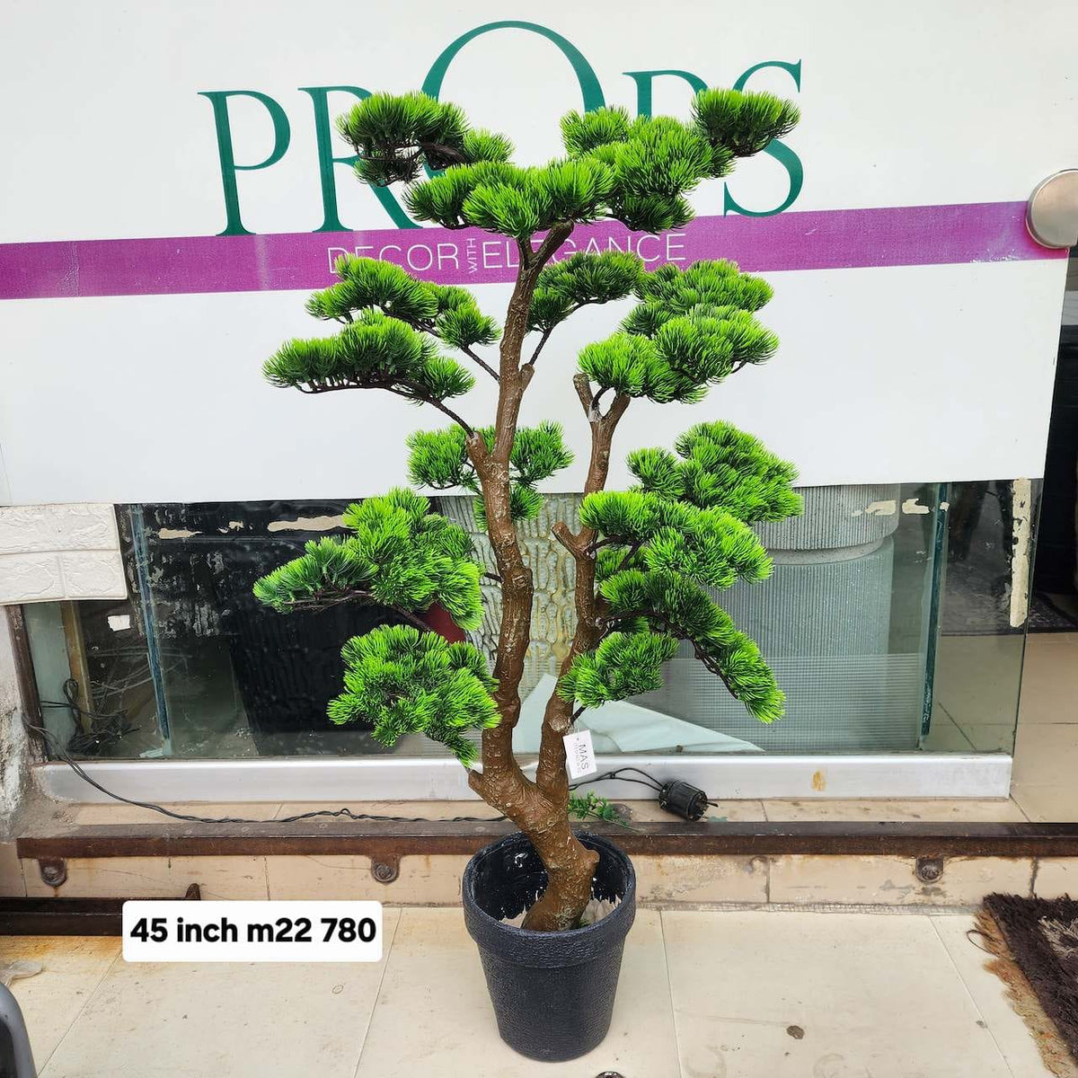 Moyogi bonsai tree