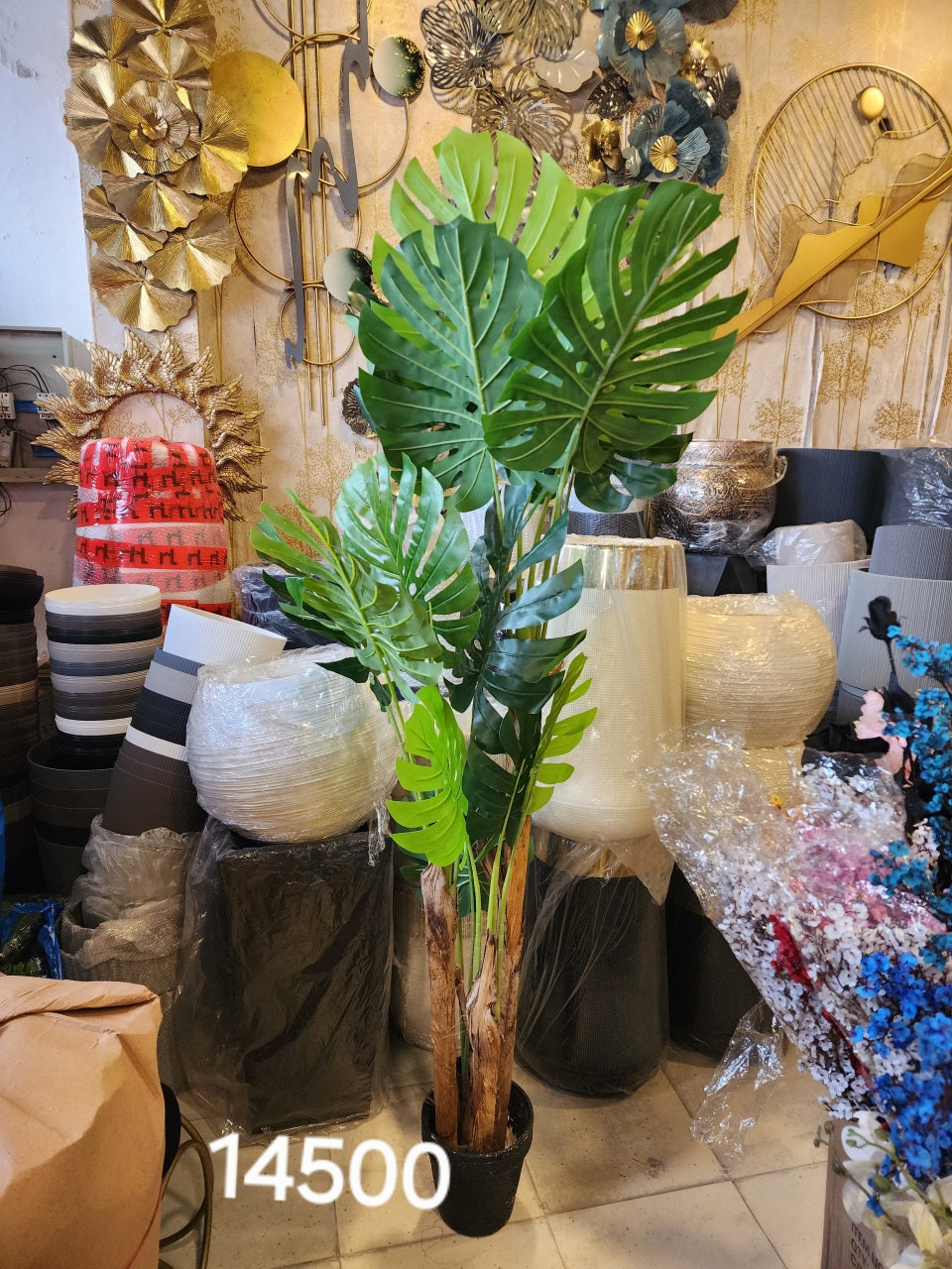 Swiss Cheese Plant