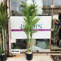 Areca Palm