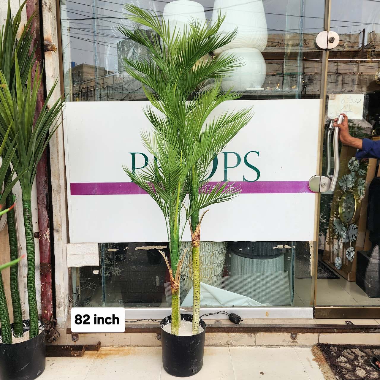 Areca Palm