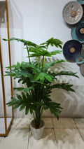 Split-Leaf Philodendron Plant