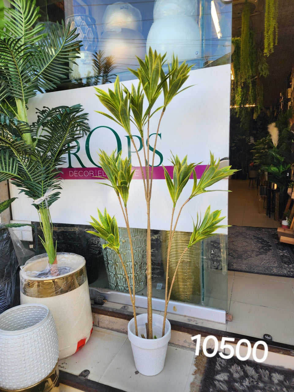 Dracaena reflexa Plant
