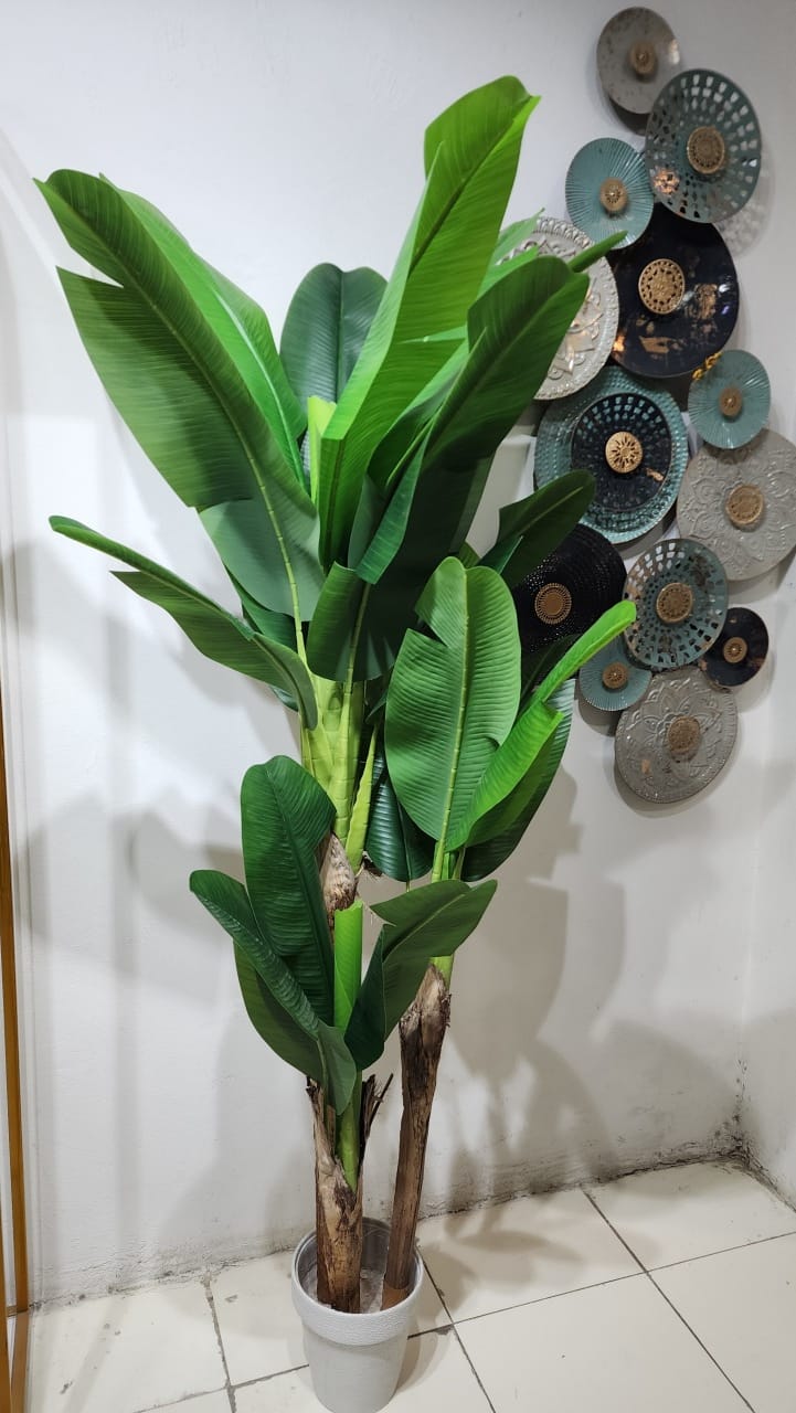 Giant White Bird of Paradise