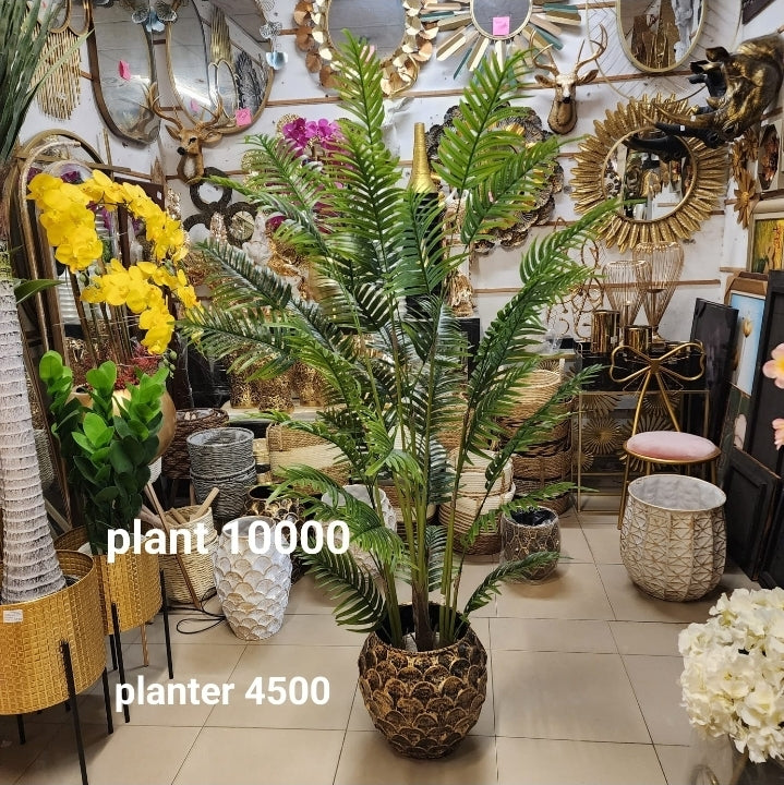 Areca Butterfly Palm