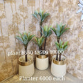 Faux Agave Trees