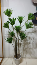 Dracaena reflexa plant