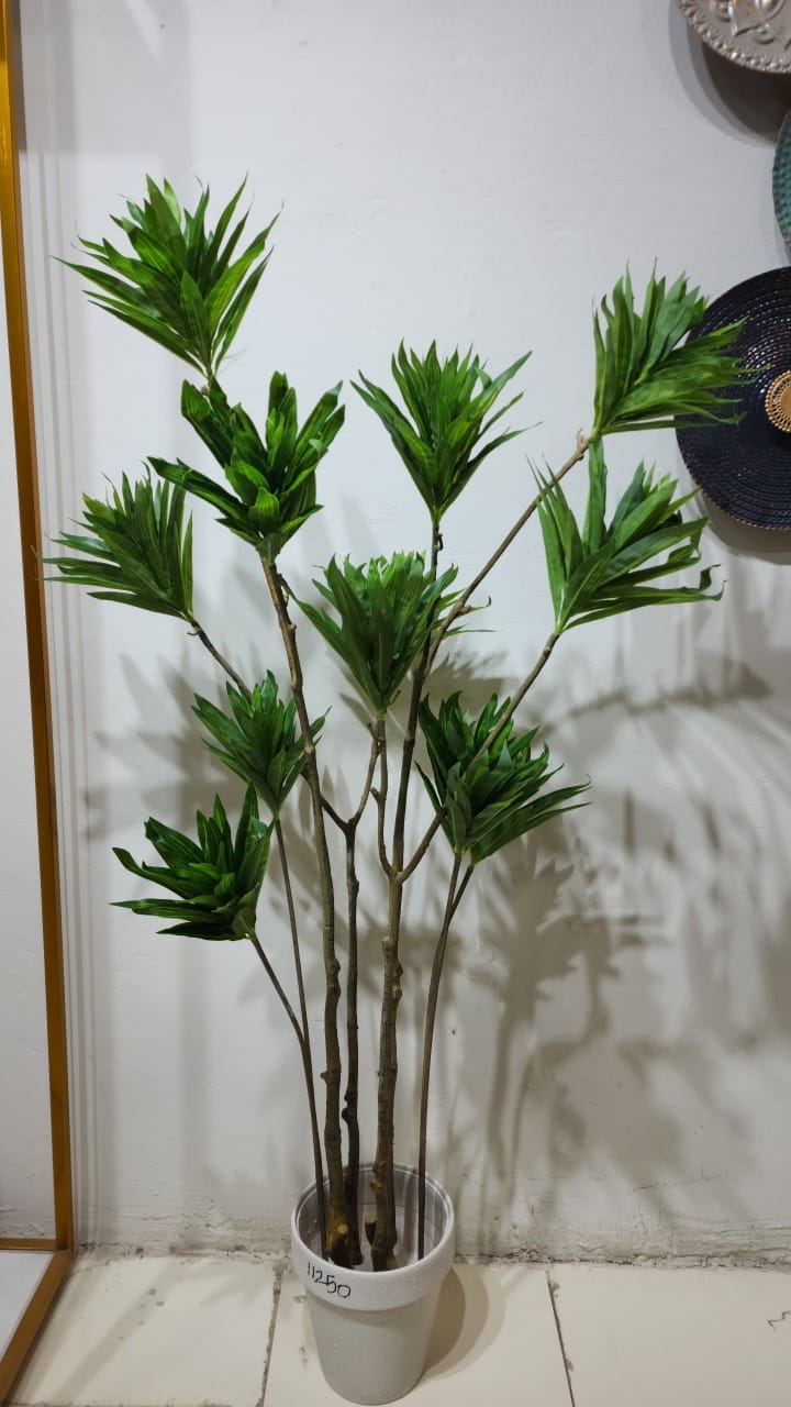 Dracaena reflexa plant