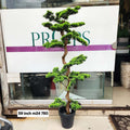 Trunk Structure bonsai tree