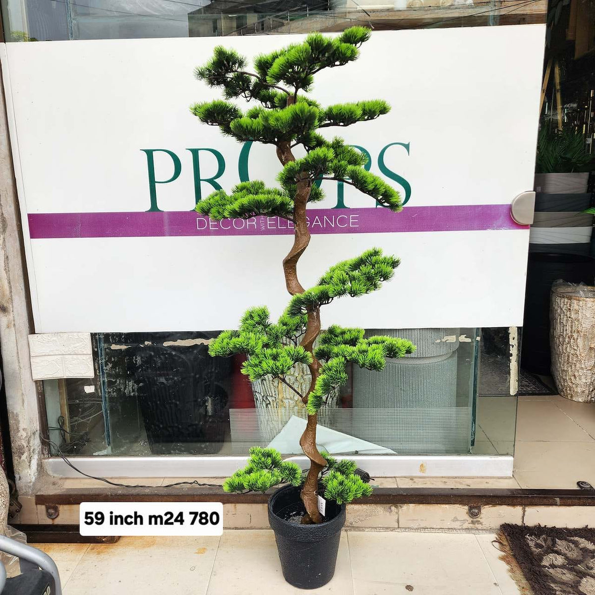 Trunk Structure bonsai tree