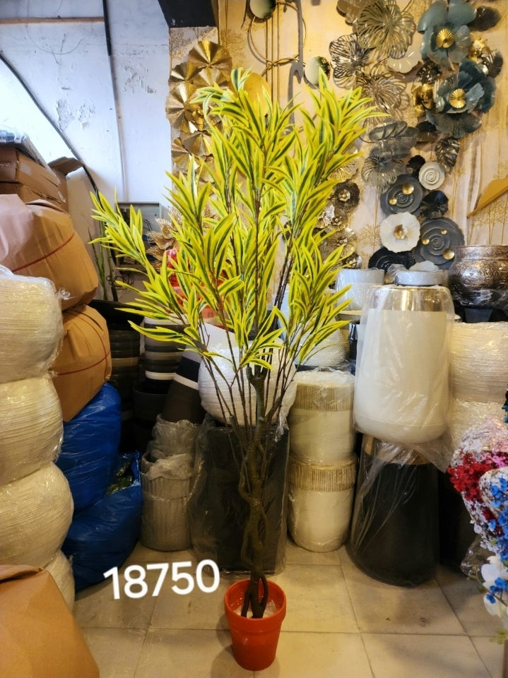 Song of India Plant