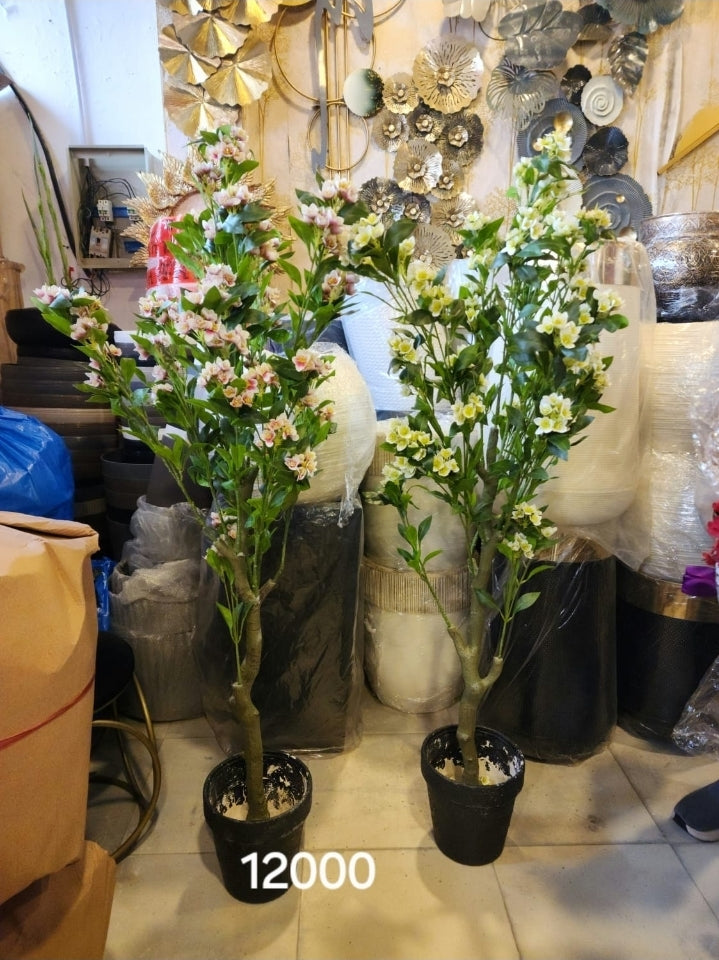 Camellia Trees