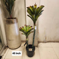 Cordyline Palm Tree