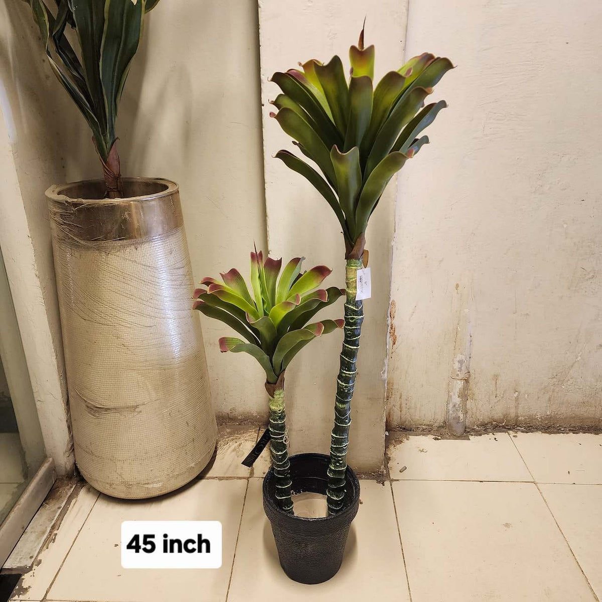 Cordyline Palm Tree