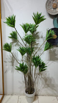 Dracaena reflexa plant