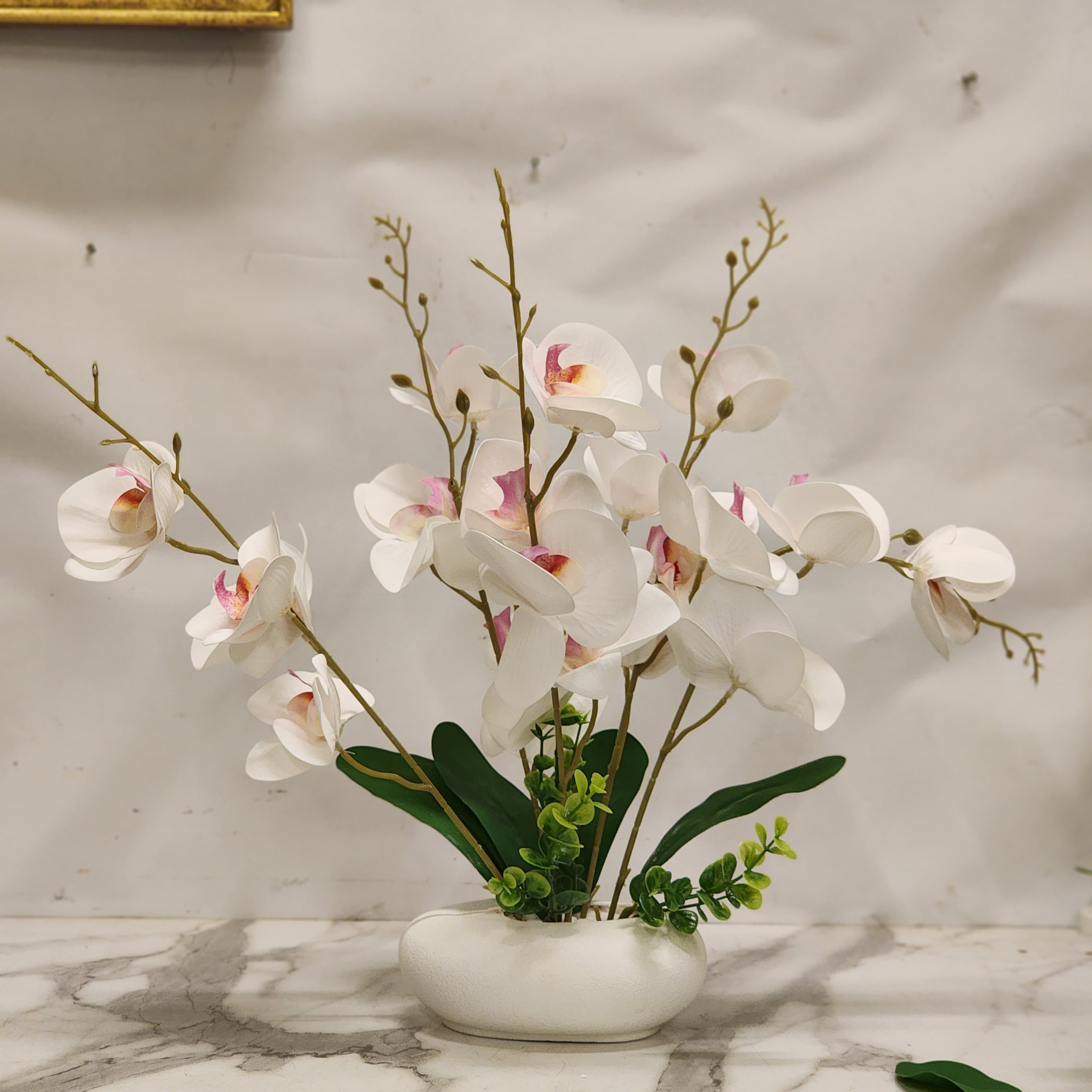 White Phalaenopsis Orchid Arrangement in a Low Ceramic Bowl Pot