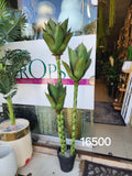 Agave Plant