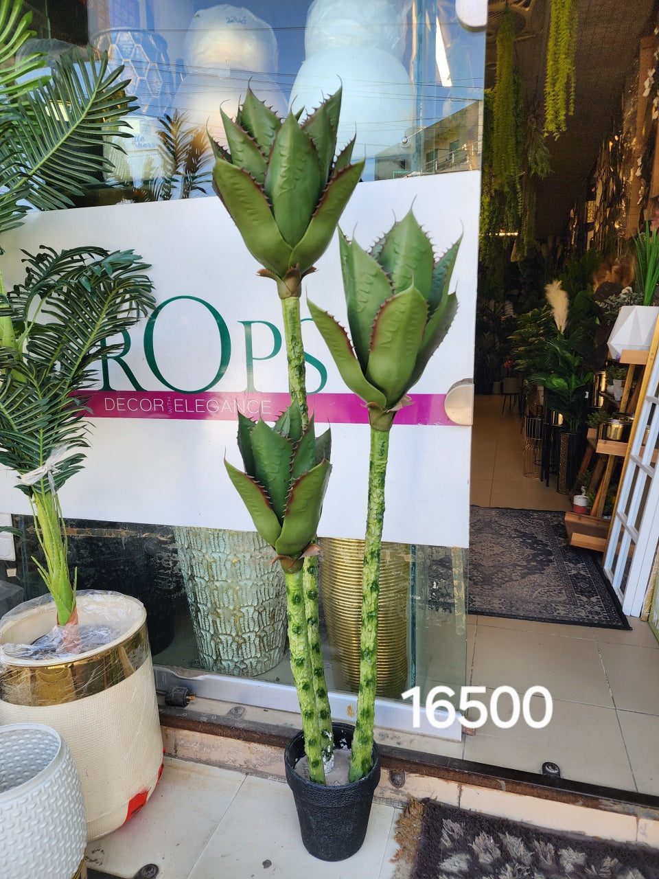 Agave Plant