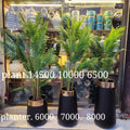 Tapered Gold-Rimmed Planters or Metallic Collar Cylindrical Vases