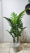 Swiss Cheese Plant