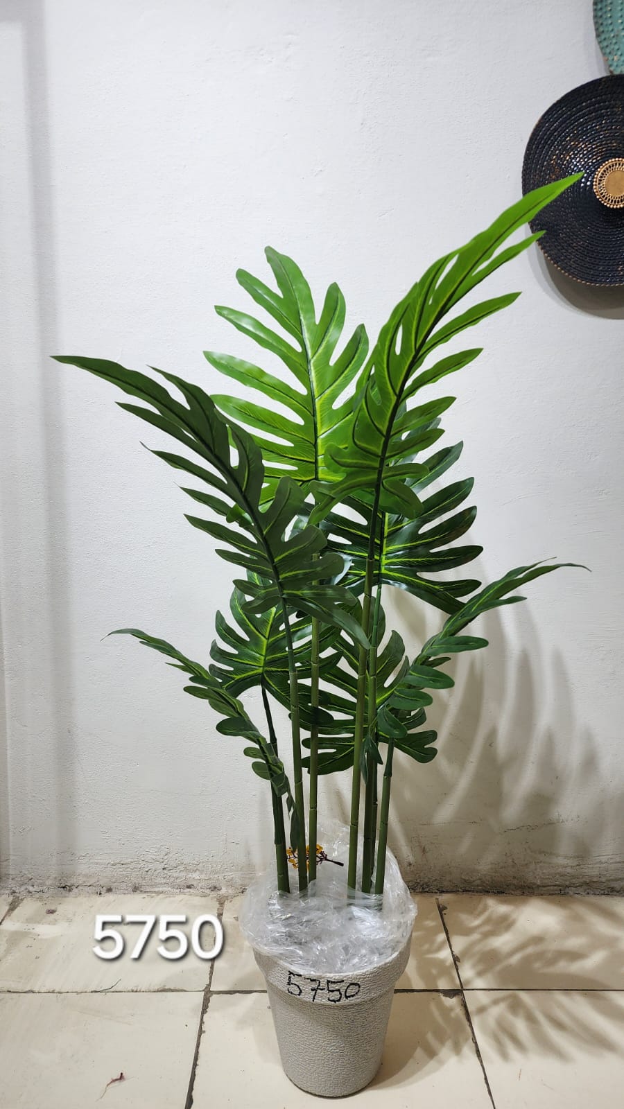 Swiss Cheese Plant