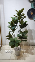 Fiddle Leaf Fig Plant