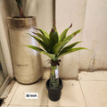 Agave attenuata Plant