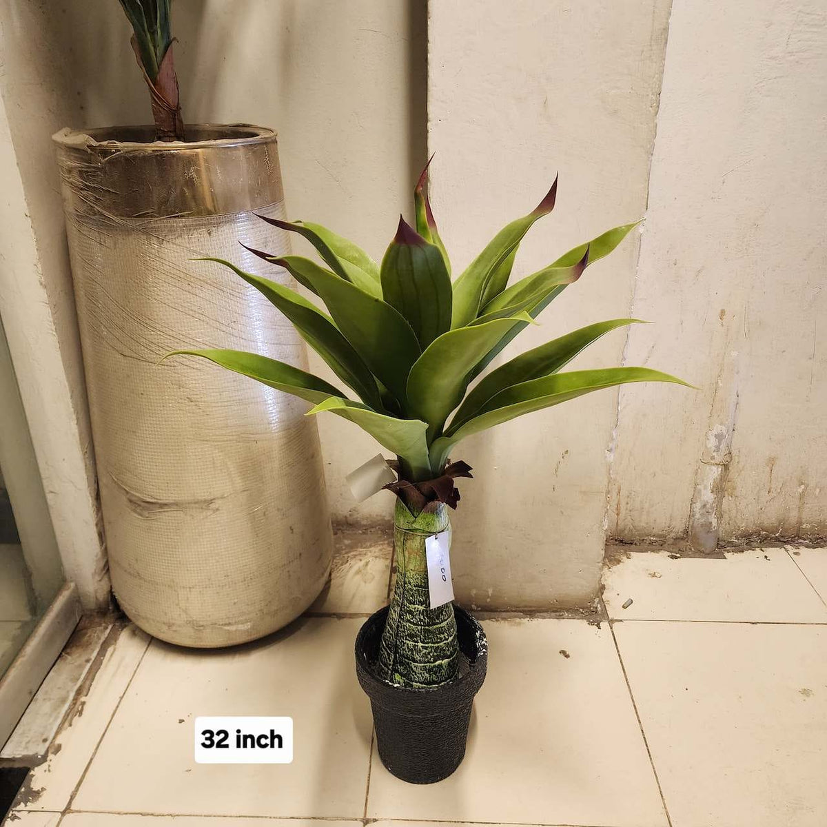 Agave attenuata Plant
