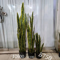 Snake Plant