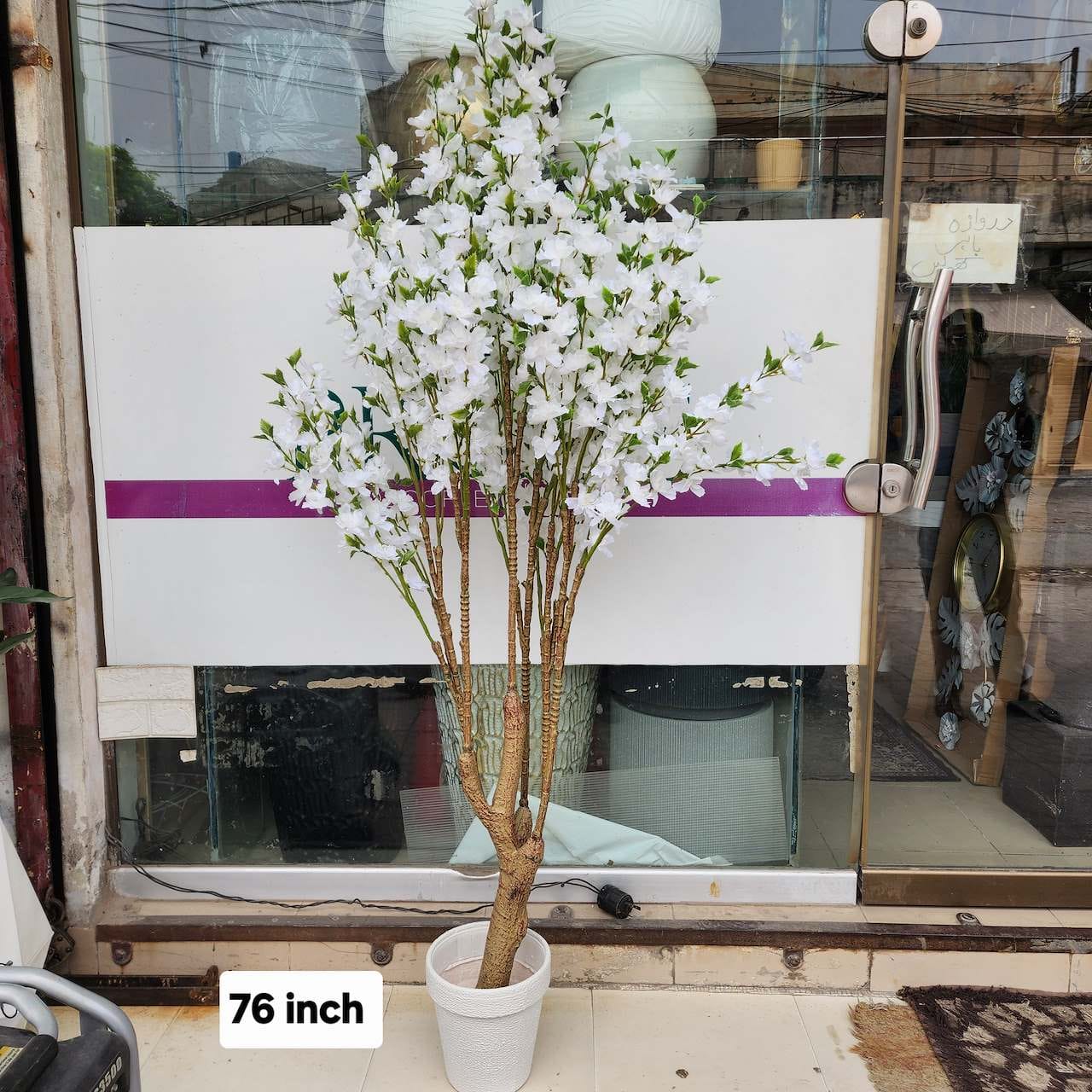 white apple blossom tree