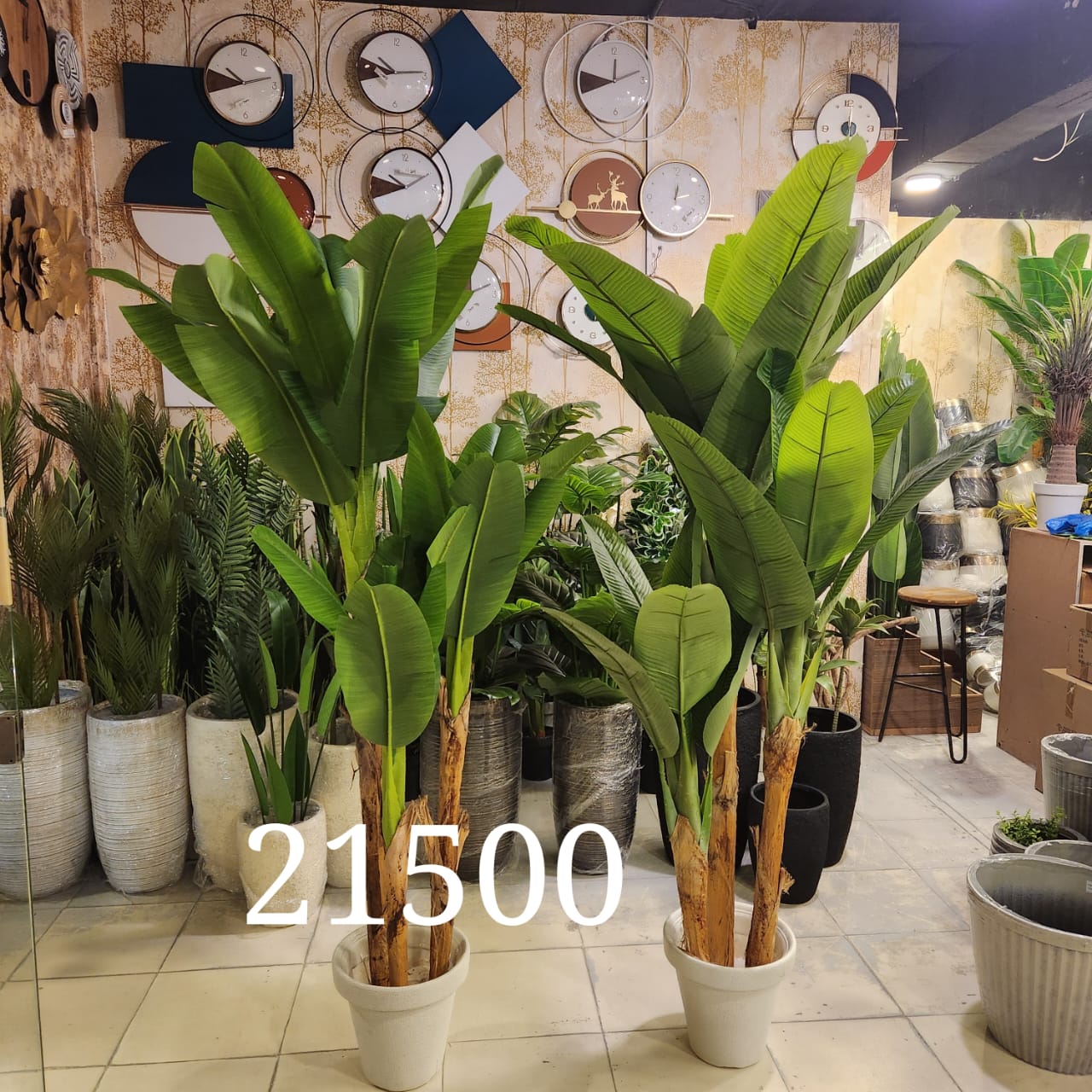 Bird of Paradise plants