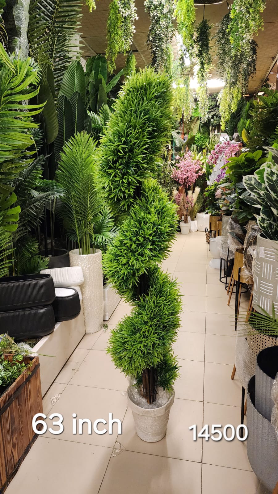 Spiral Boxwood Topiary